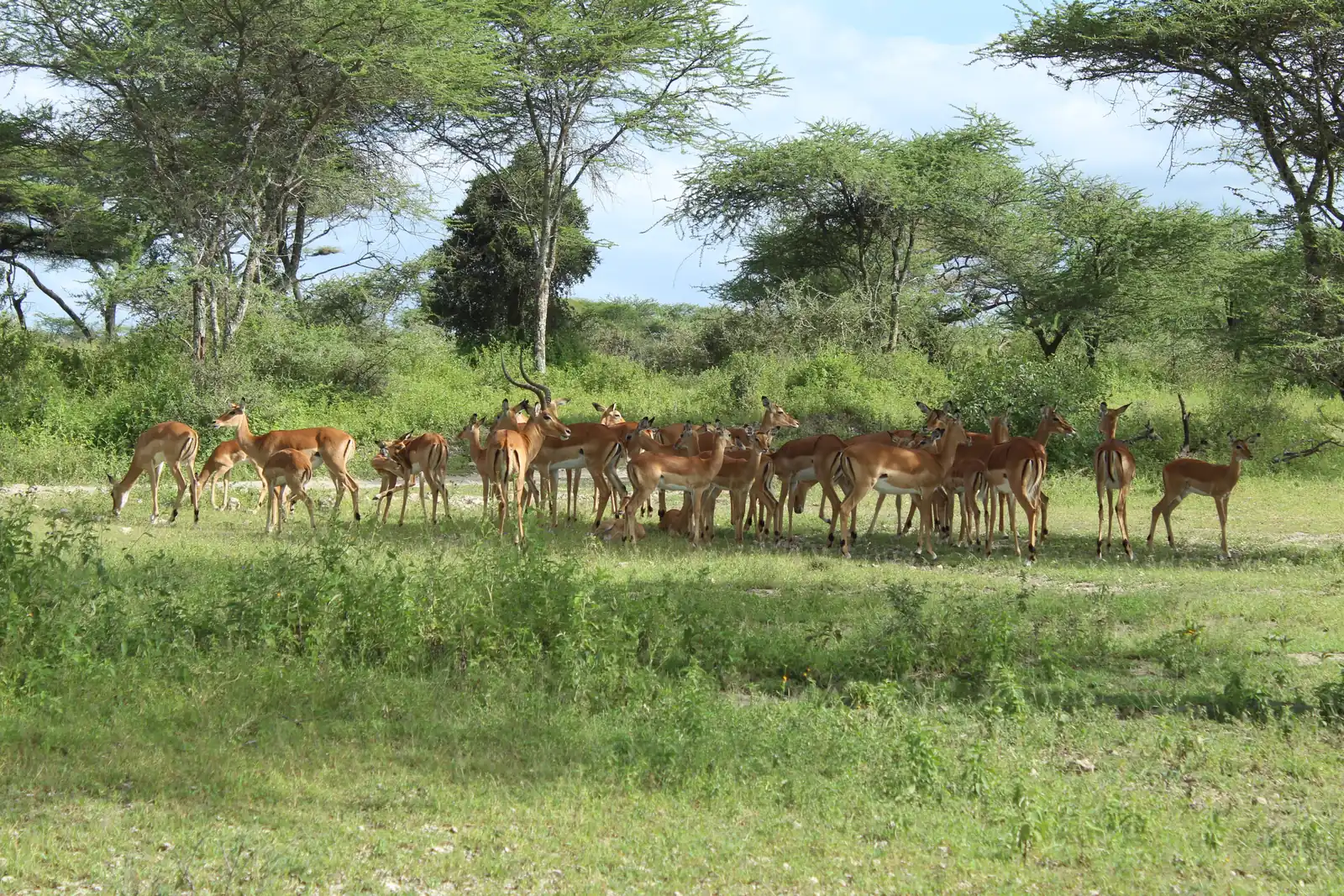 Ruaha National Park image three