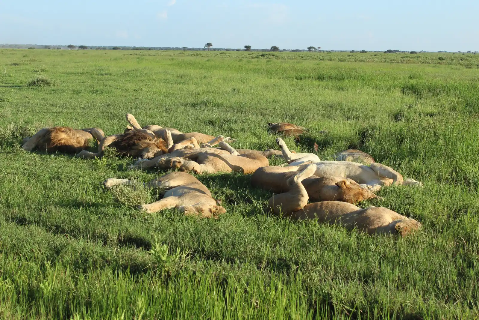 Serengeti National Park image three