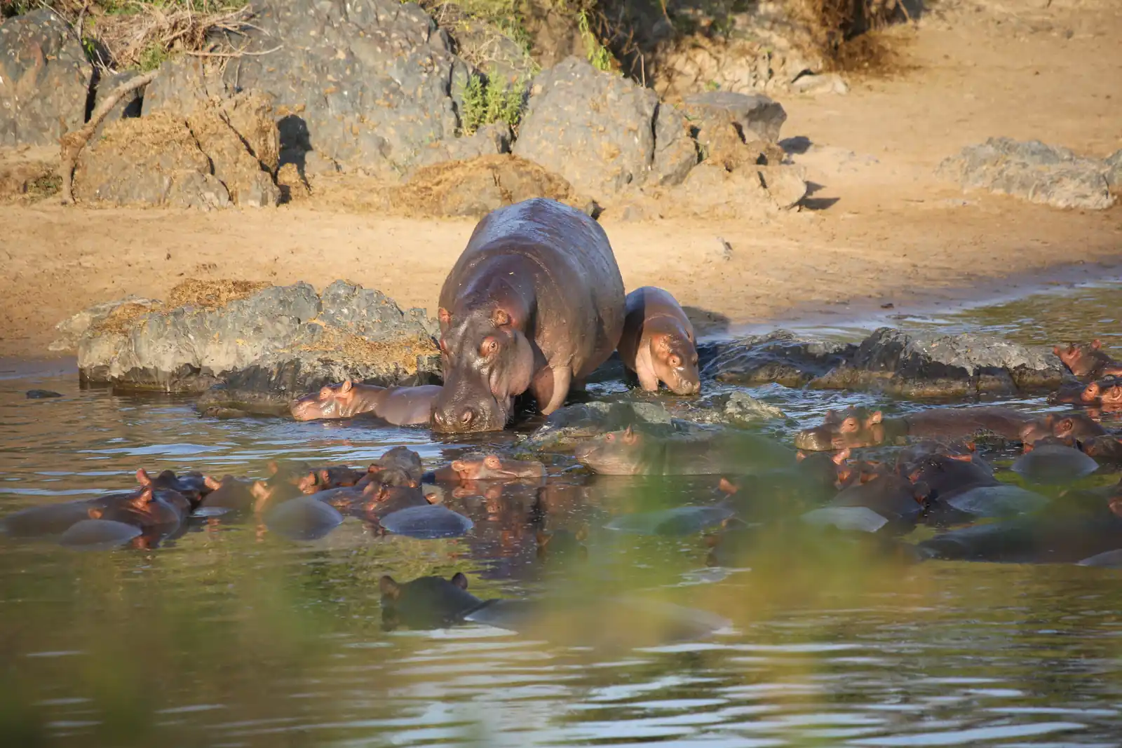 Ruaha National Park image two