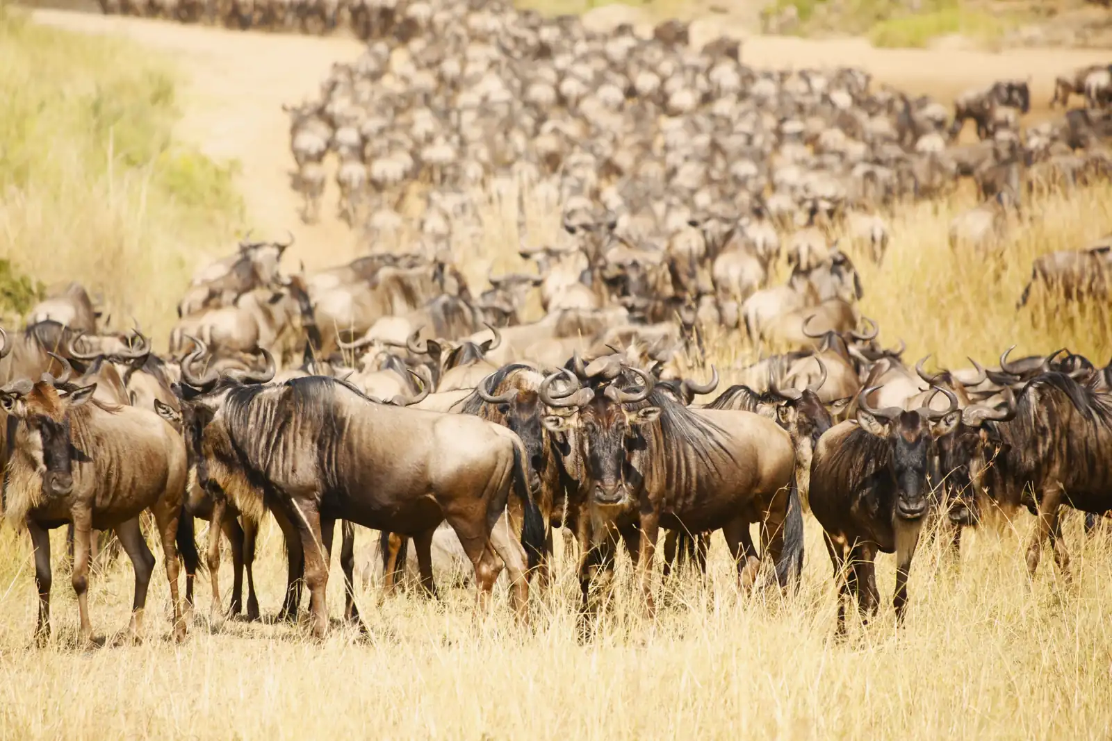 Serengeti National Park