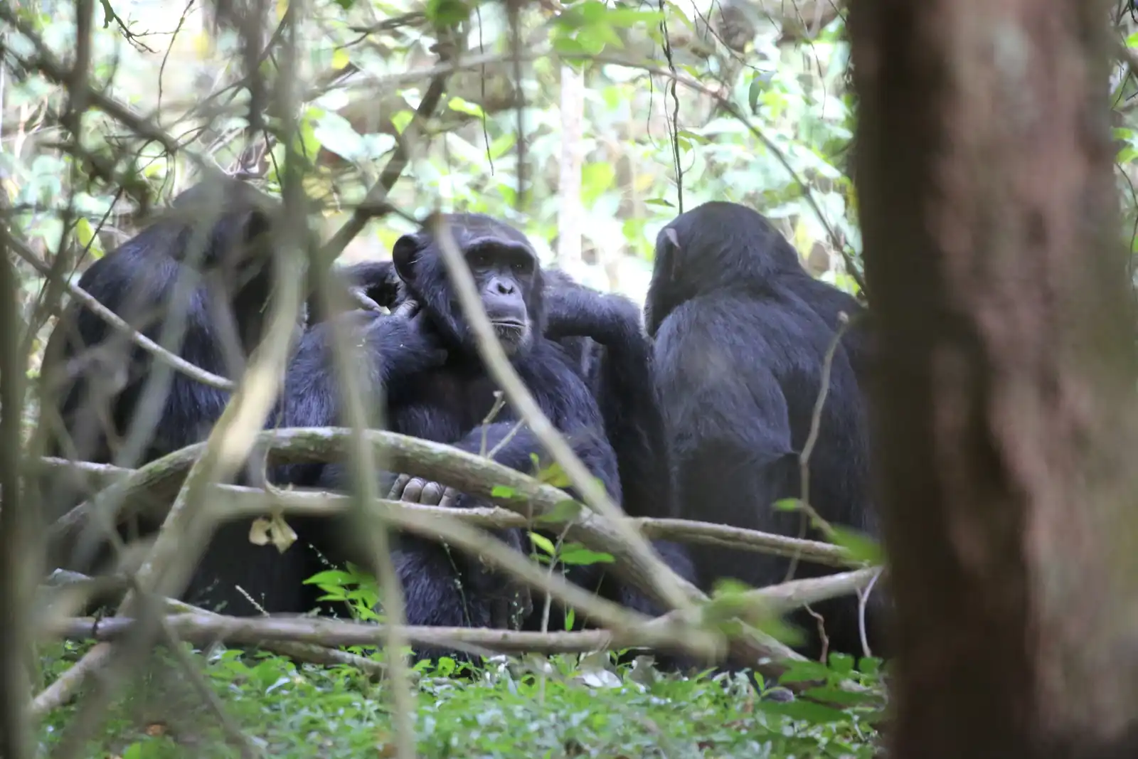 Rubondo National Park