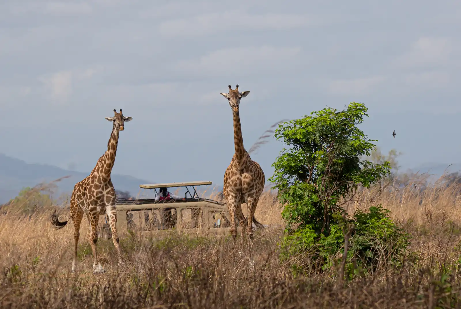 luxurious wilderness 